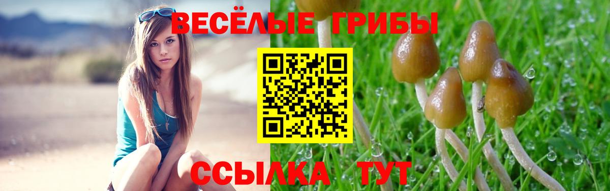 Галлюциногенные грибы Psilocybine cubensis Темрюк